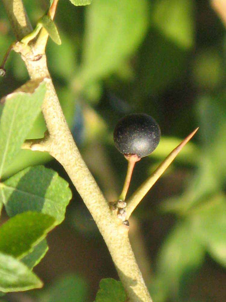            Fruit of  Hesperethusa crenulata         (Riverside, CA)   